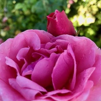 Rosa x hybrida - Hybrid Tea Rose - ROSE 'Dee-Lish'