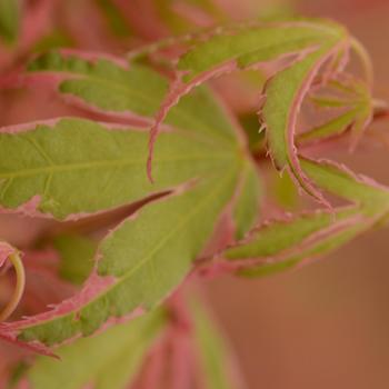 Acer palmatum 'Beni Schichihenge' - Japanese Maple