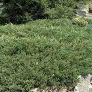 Juniperus horizantalis - JUNIPER 'Andorra'