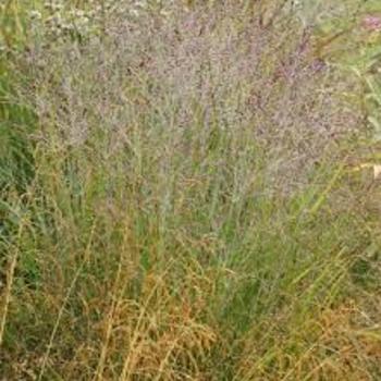 Panicum virgatum - SWITCH GRASS 'Purple Tears'