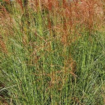 Miscanthus sinensis - MAIDEN GRASS 'SCOUT'