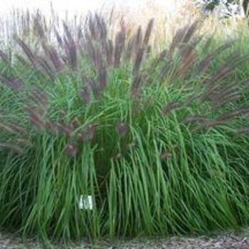 Pennisetum alopecuroides - FOUNTAIN GRASS 'National Arboretum'