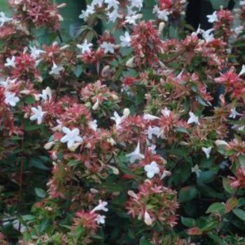 Abelia x grandiflora 'Little Richard' - Little Richard Abelia
