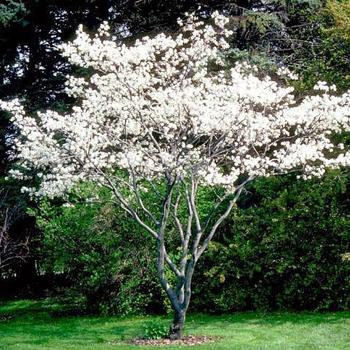 Amelanchier canadensis - Shadblow /Service berry