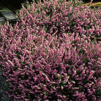 Erica carnea 'Springwood Pink' - Springwood Pink Heath