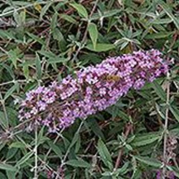 Buddleia davidii 'Podaras 12' - Flutterby Flow Lavender Butterfly Bush