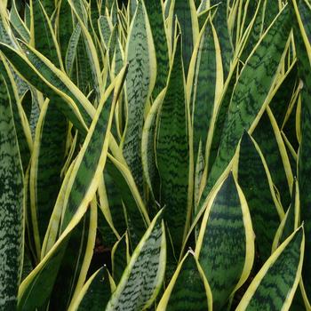 Sansevieria trifasciata - SNAKE PLANT