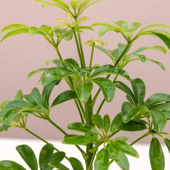 Schefflera arboricola - UMBRELLA PLANT