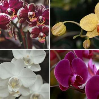 Orchidaceae Family - ORCHID