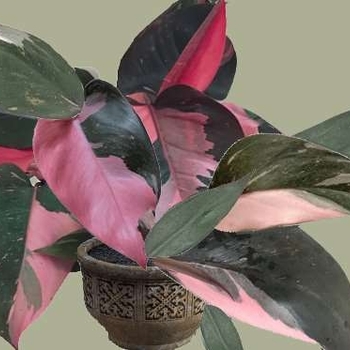  'Pink Princess' - Philodendron Erubescens