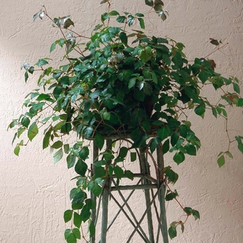 Grape Ivy - Cissus rhombifolia