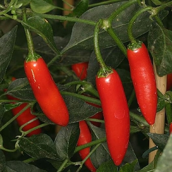 Capsicum annuum 'Serrano' (Chile Pepper) - Serrano Chile Pepper