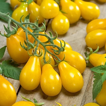 Heirloom - 'Yellow Pear ' Tomato