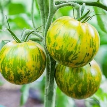 Slicing - Green Zebra Tomato
